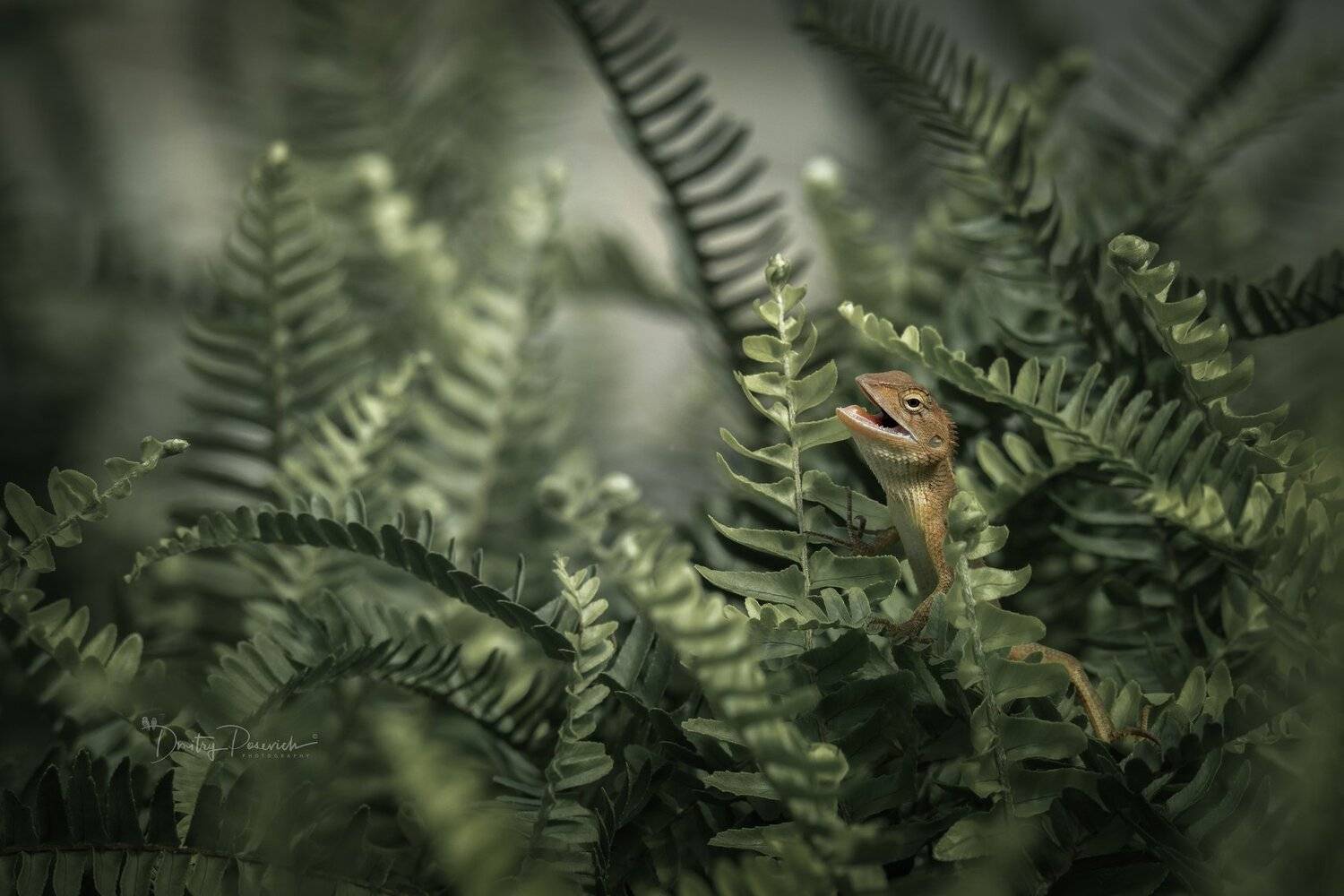 природа, животные, птицы, вьетнам, остров фукок, Дмитрий Посевич