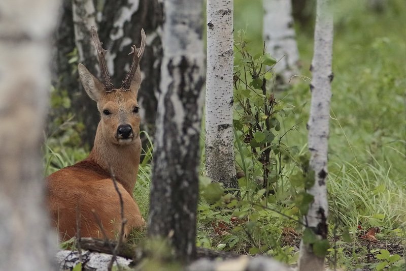Siesta фото превью