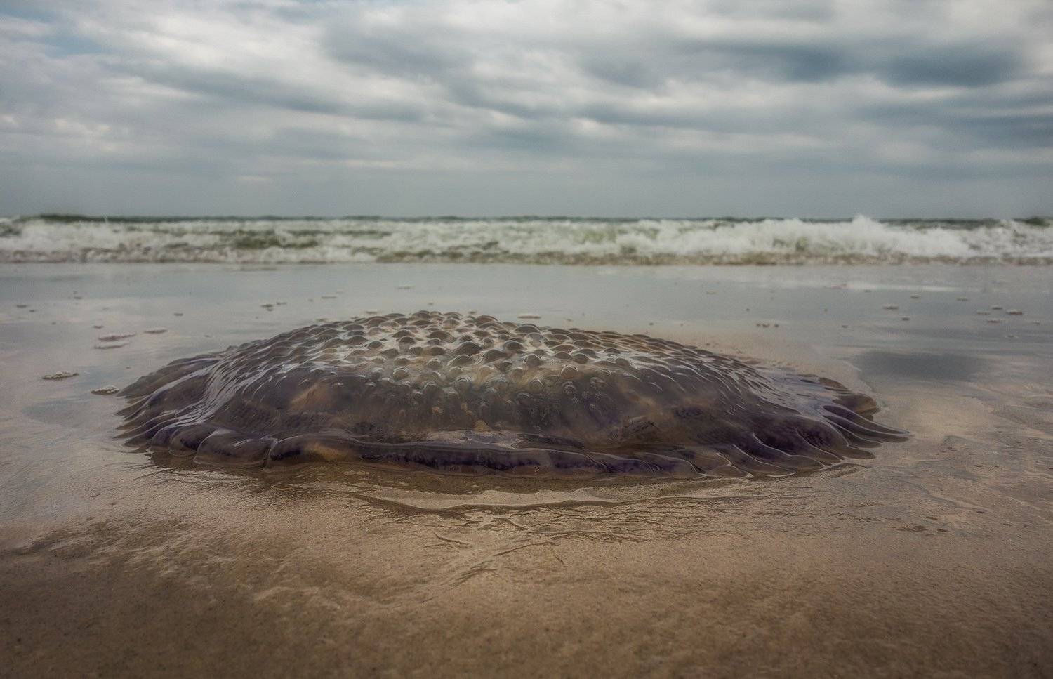 медуза, Gunter Graiss