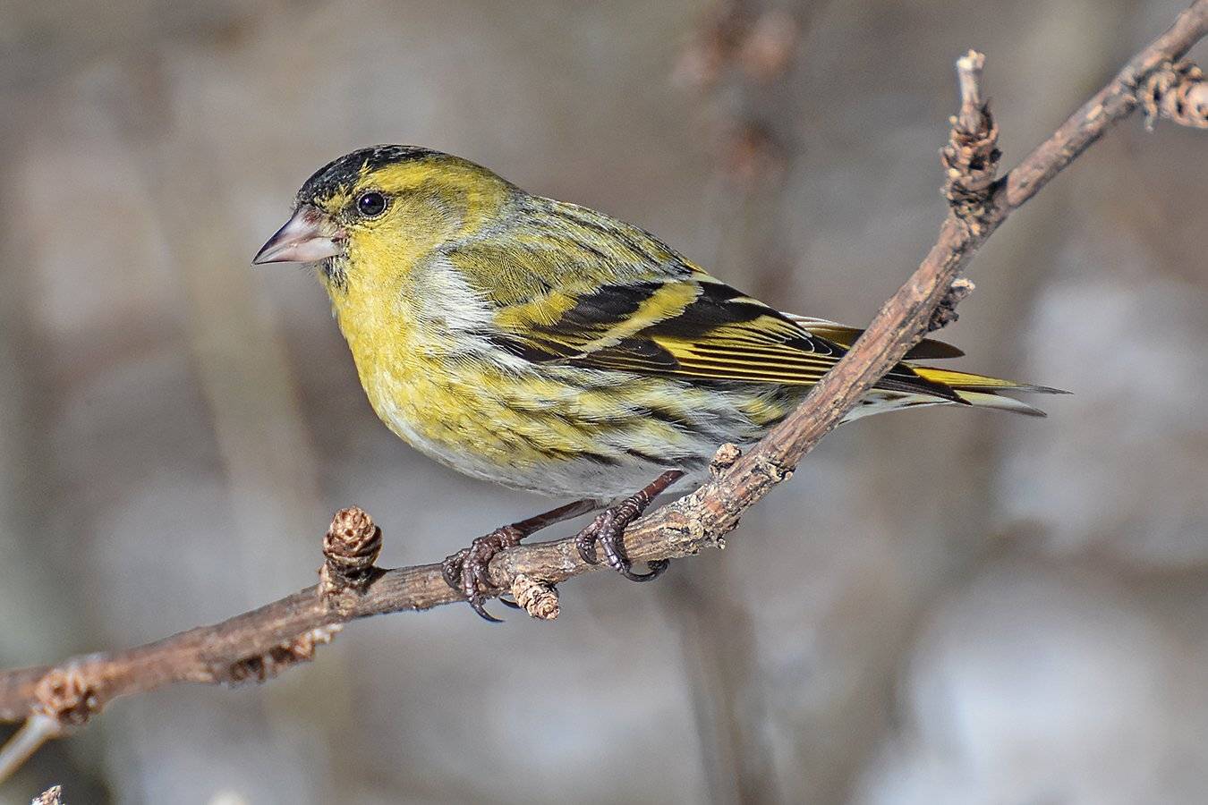 природа,животные,птицы,чижик, Сергей Духанин