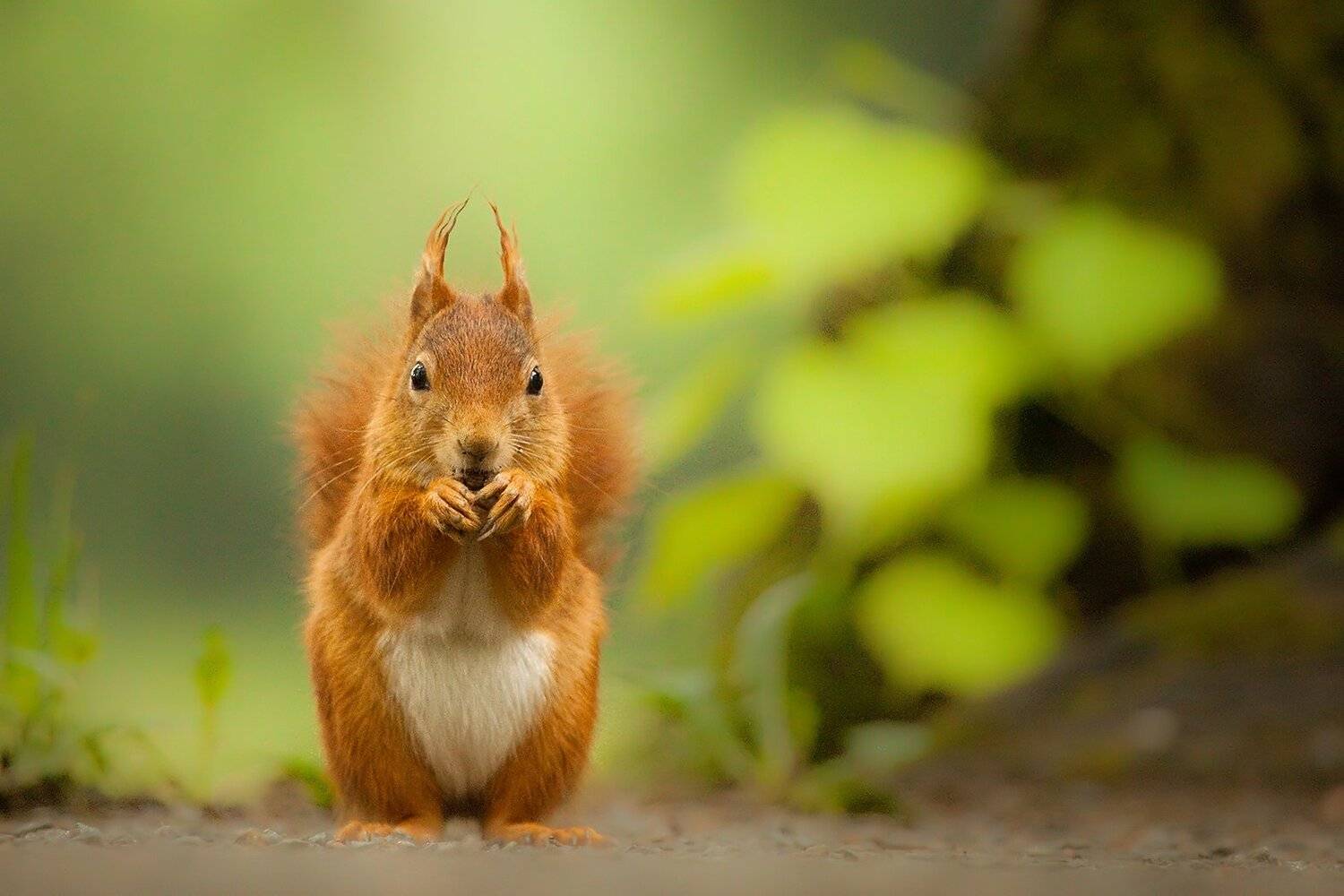 Squirrel. Автор: Robert Adamec , Robert Adamec