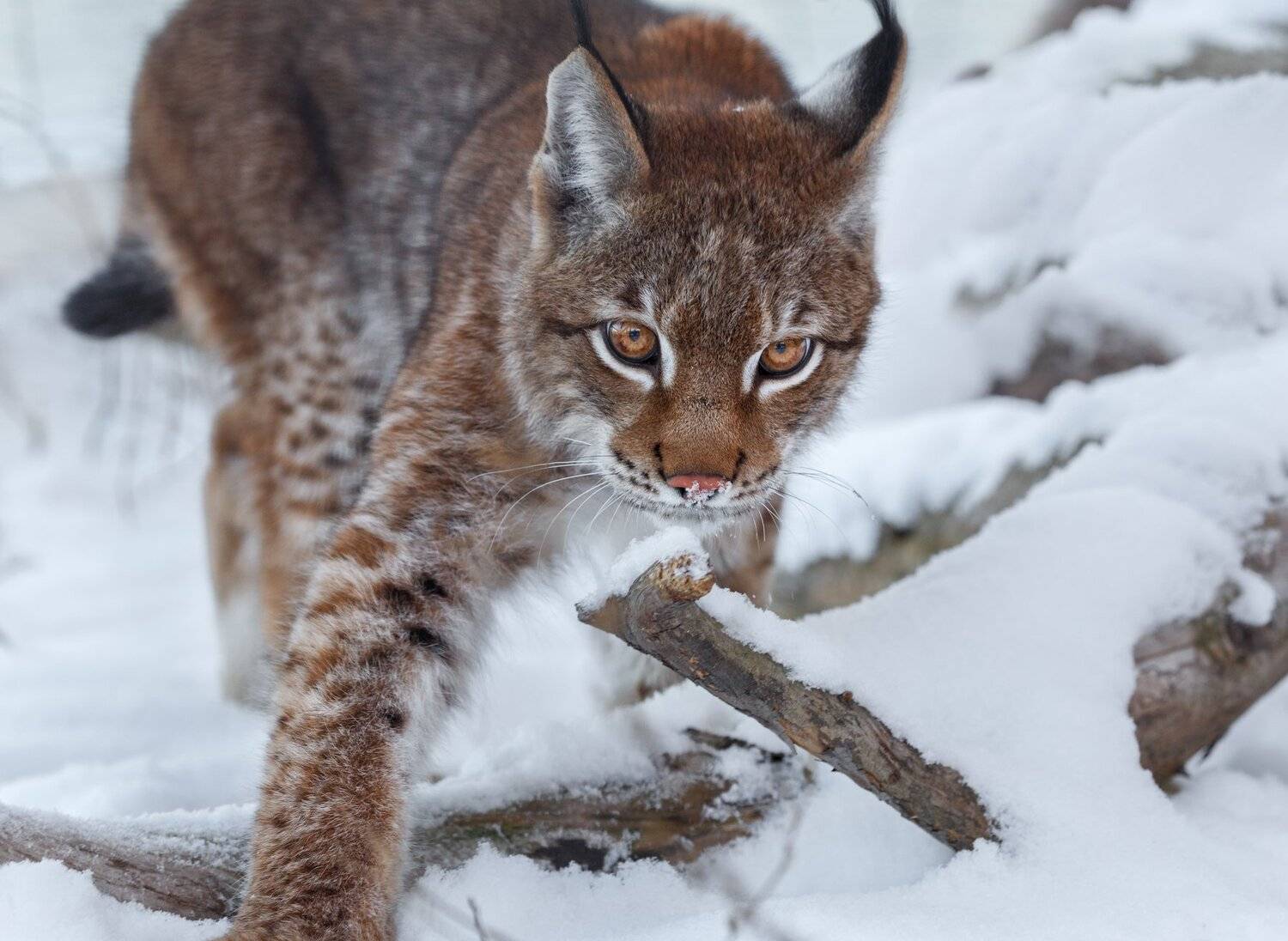 рысь, Олег Богданов