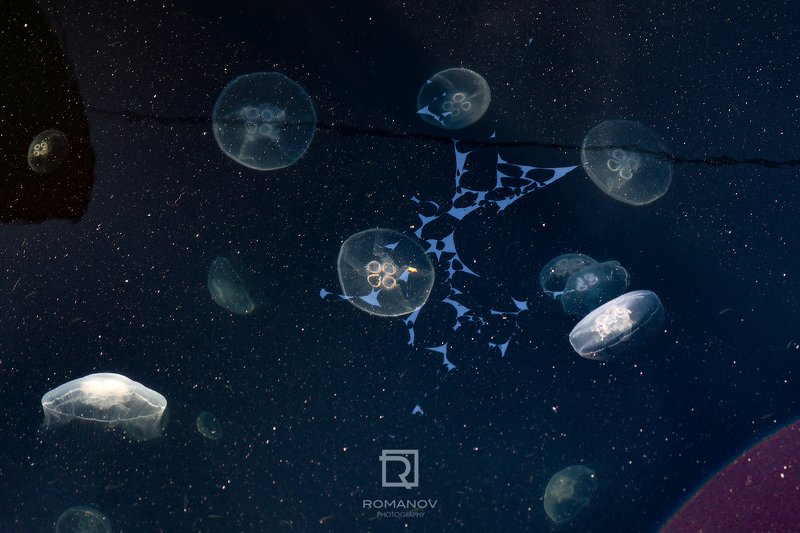 медуза, море, космос, туманность, звезды, небо, инопланетяне, фантастика, черный, солнце, красный, франция, дюнкерк, животные, бескрайний, звездная ночь, ночь Beyond of space science - За пределами космической науки фото превью