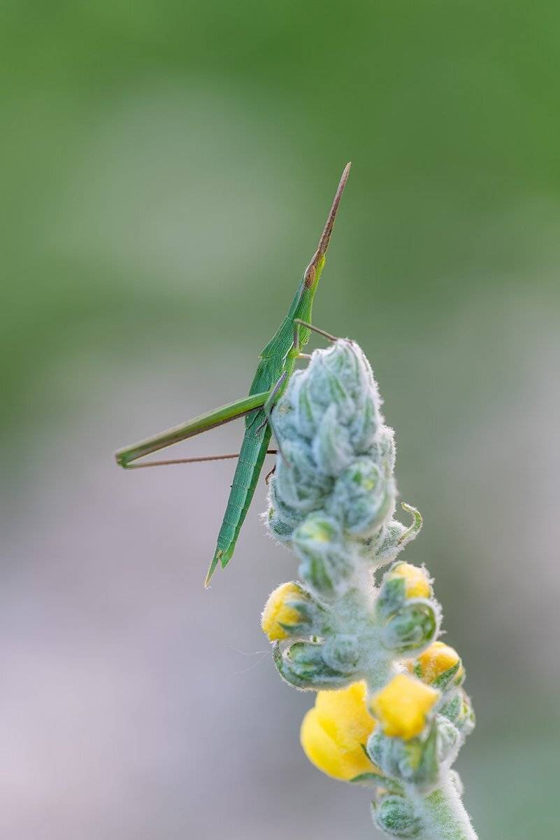 , Александр Земляной