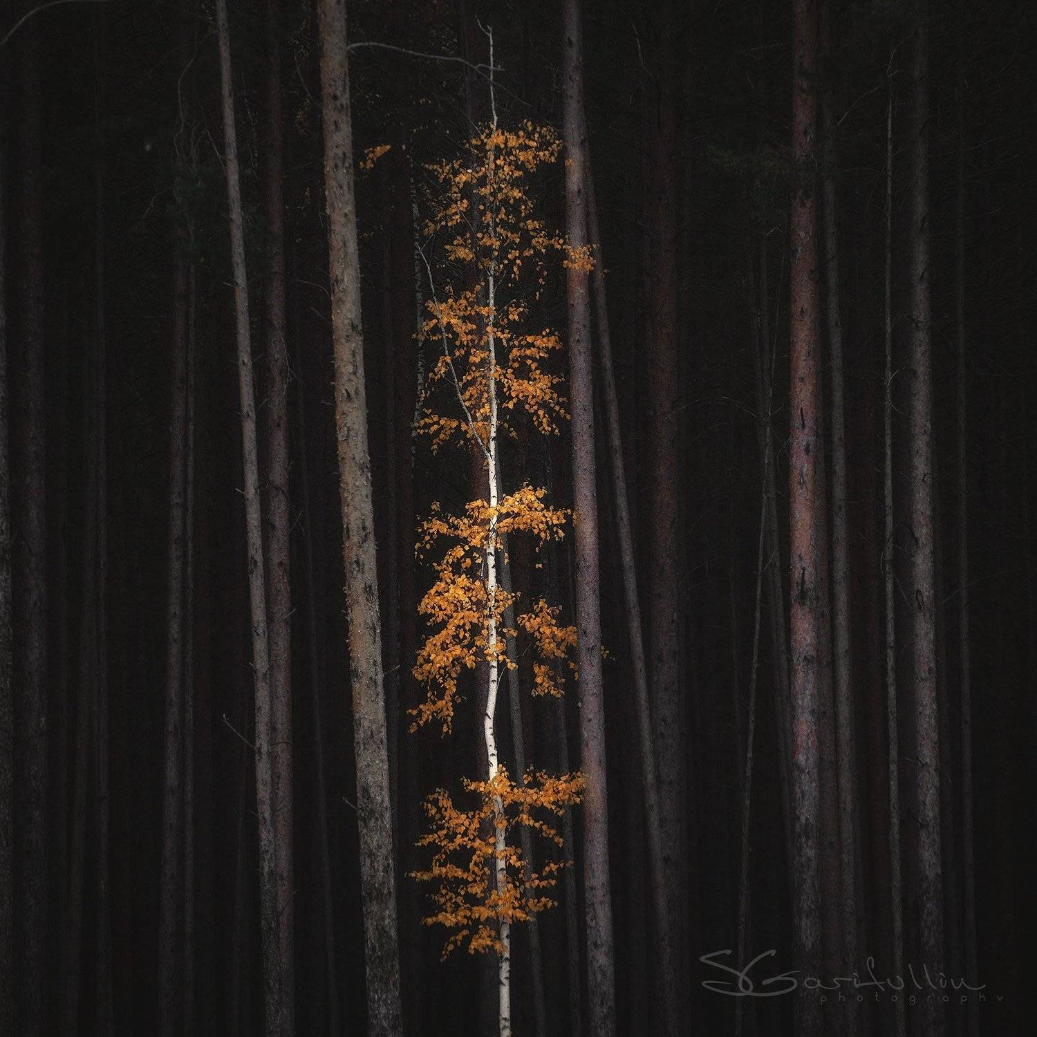 Урал, Средний Урал, береза, осень, сосны, Сергей Гарифуллин