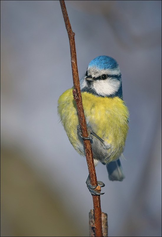 лазоревка *** фото превью