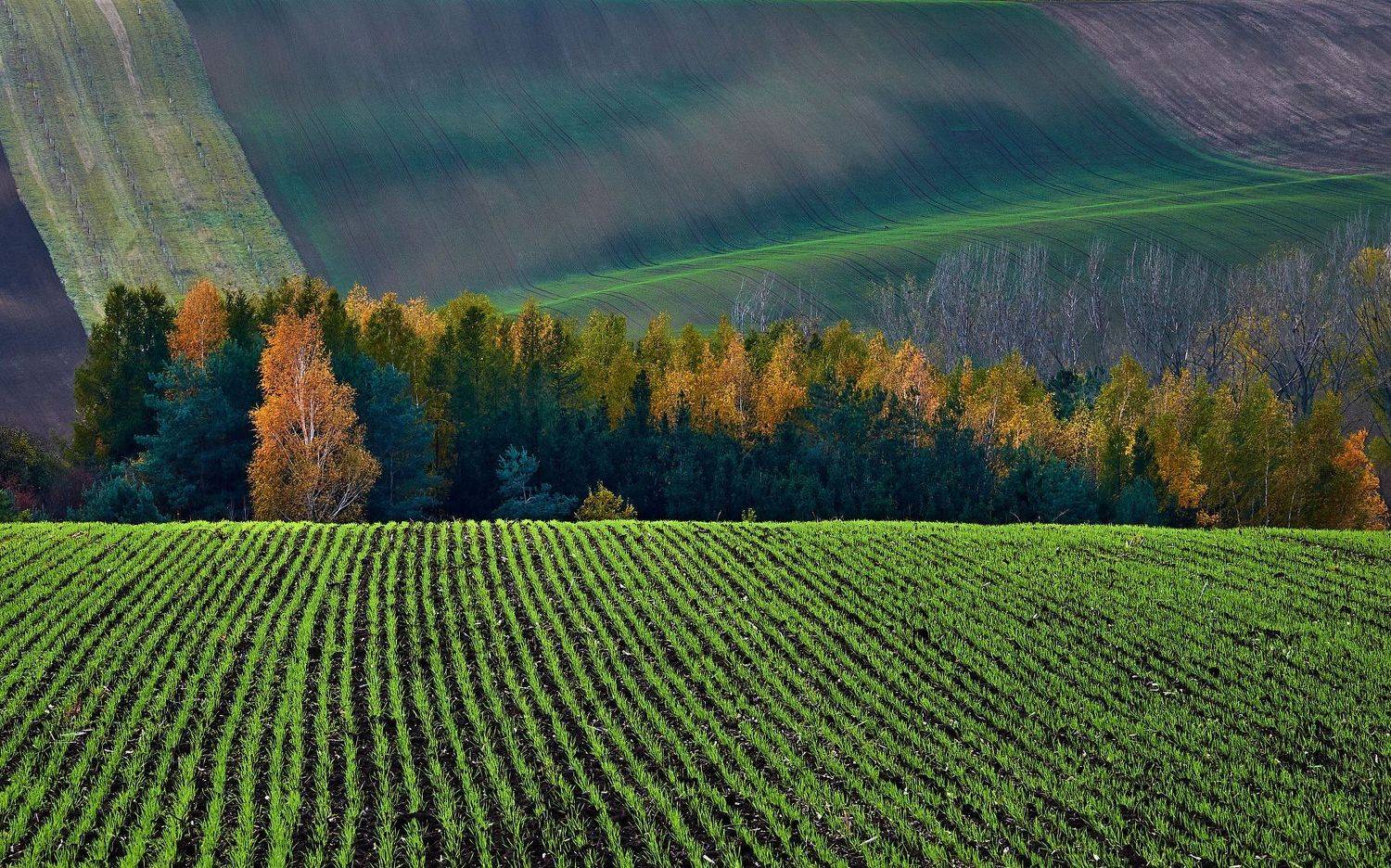 южная моравия, чехия, весна,  south moravia, czech, Пётр Дедковский