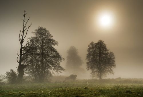 Trees in the fog