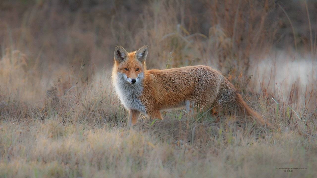 , Валерий Субачев