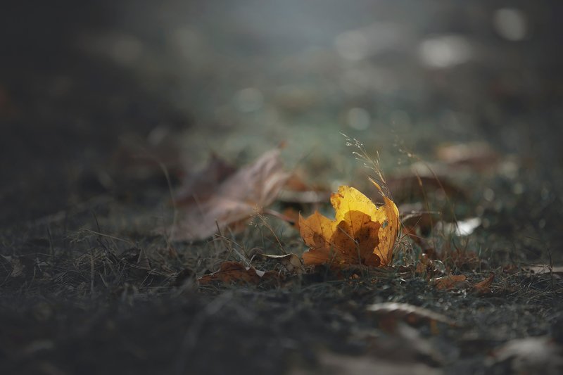 summer remains фото превью