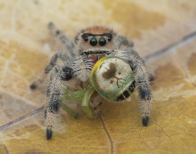 #spider#prey#colors Spider With Prey 191205A фото превью