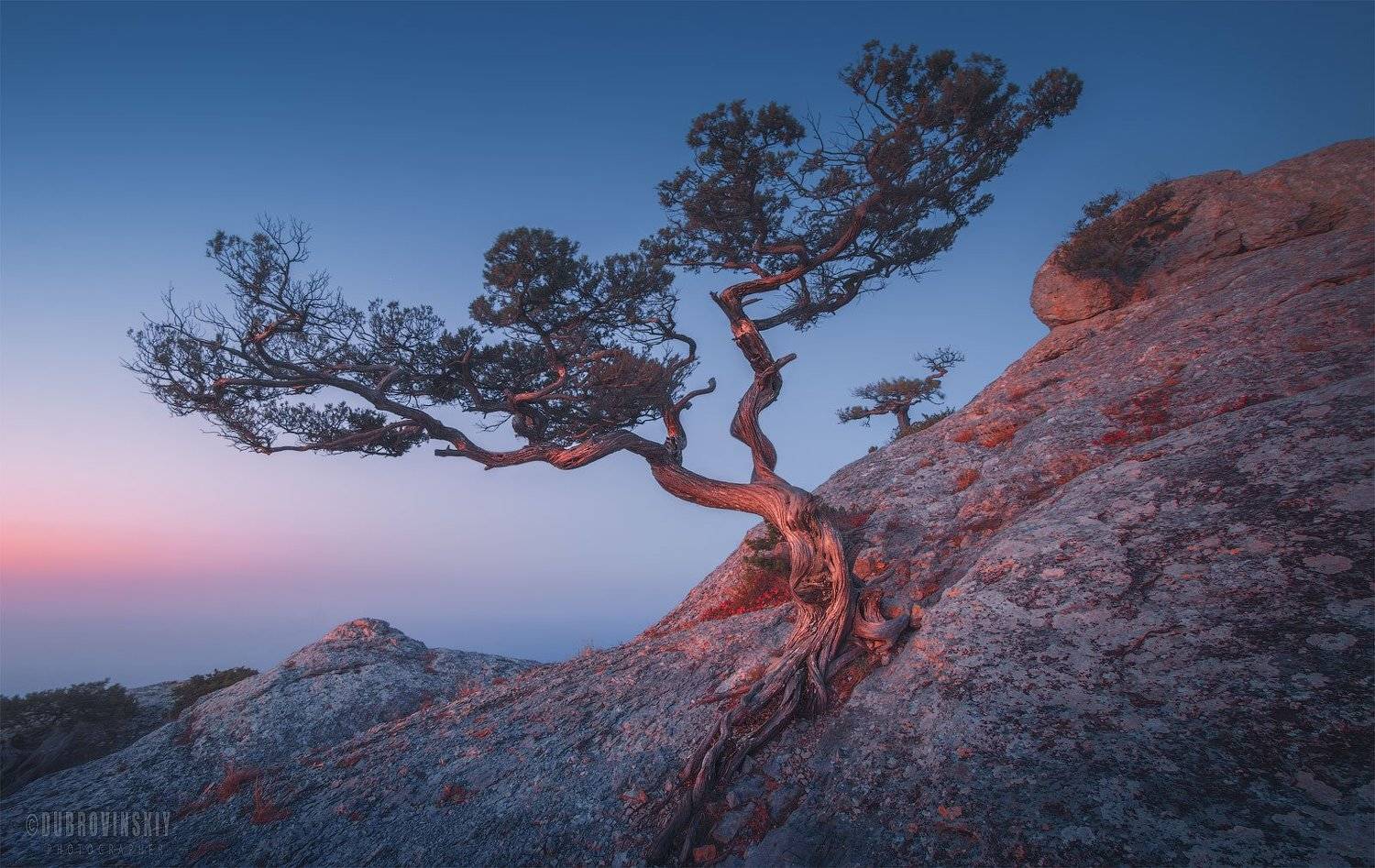 крым, новый свет, дерево, рассвет, скалы, Михаил Дубровинский