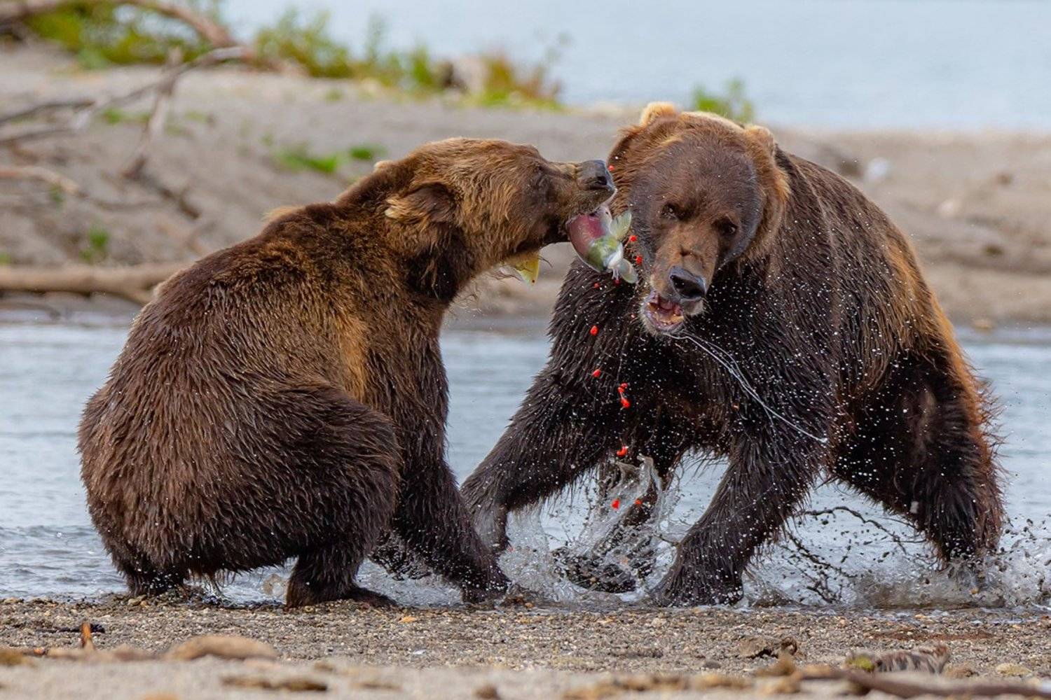камчатка, медведь, природа, путешествие, фототур, животные, Денис Будьков