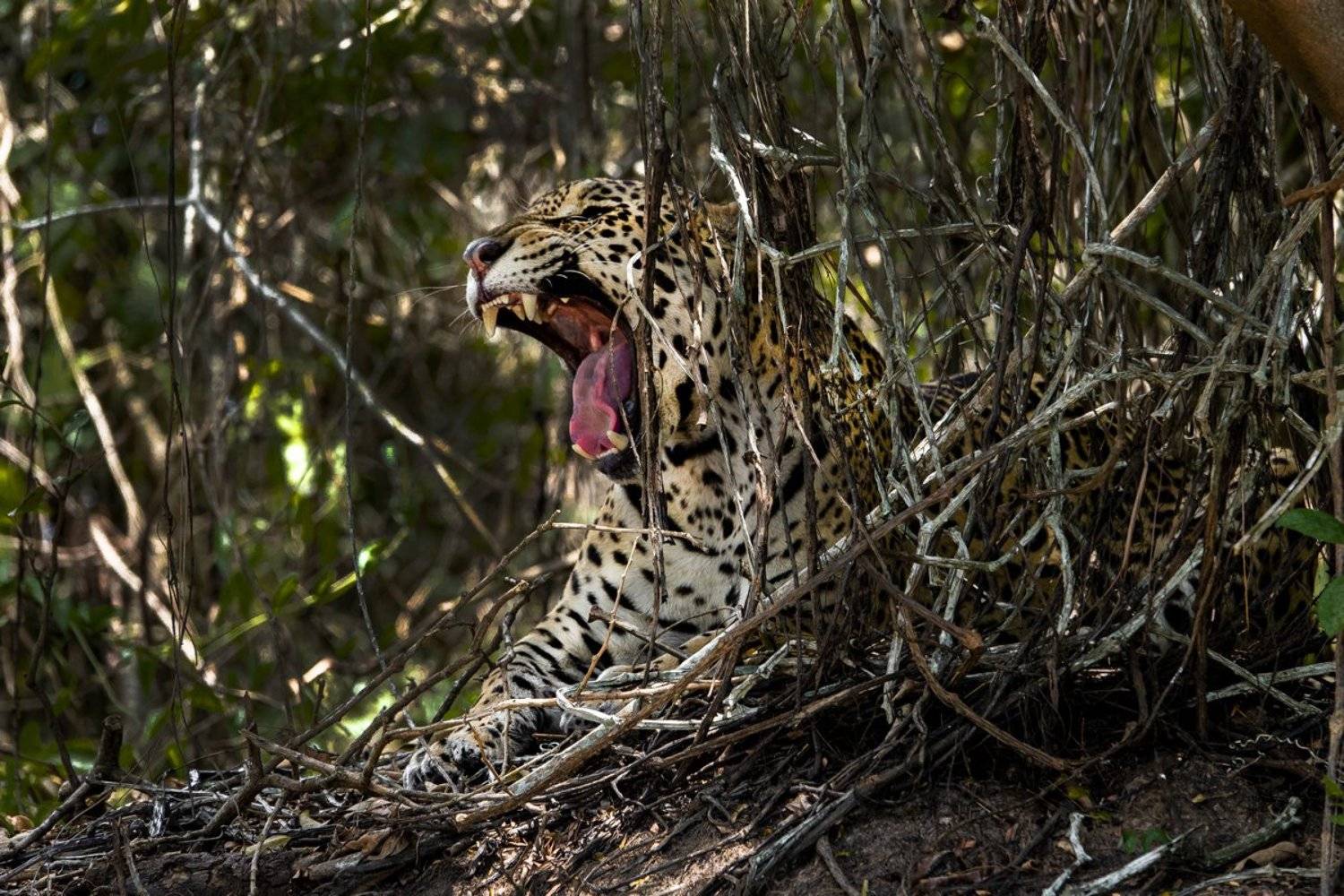 бразилия.ягуар, Александр Маркелов