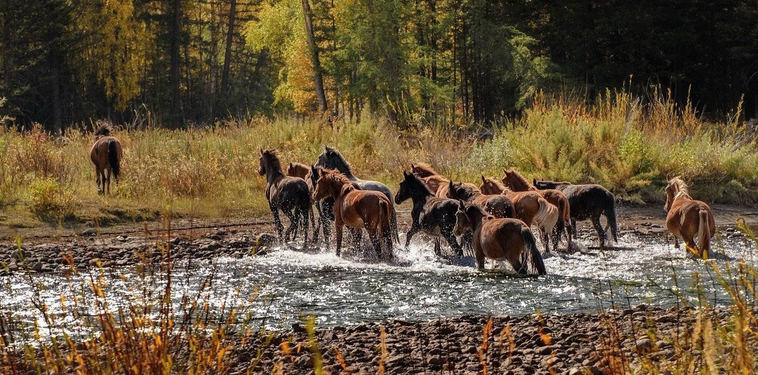 брод, алтай, лошади, осень., Марина Фомина