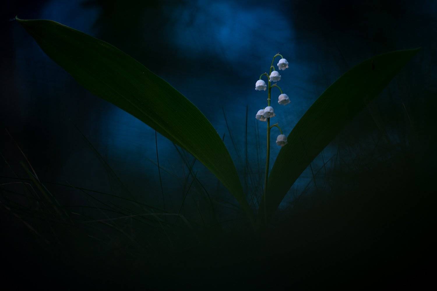 ландыш, макро, растения, природа,цветы, флора, дикие цветы, Александр Иванов