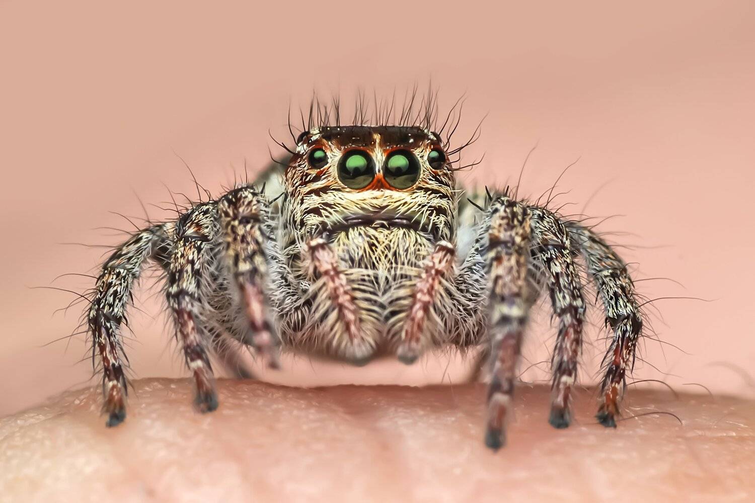 spider, insect animal, danger, dangerus, beatiful, beauty, tropical, eyes, small, macro, close up, jumpon leaf, park, outdoor, forest prey, wild, wildlife, white, red, nature, natural, garden, NeCoTi ChonTin