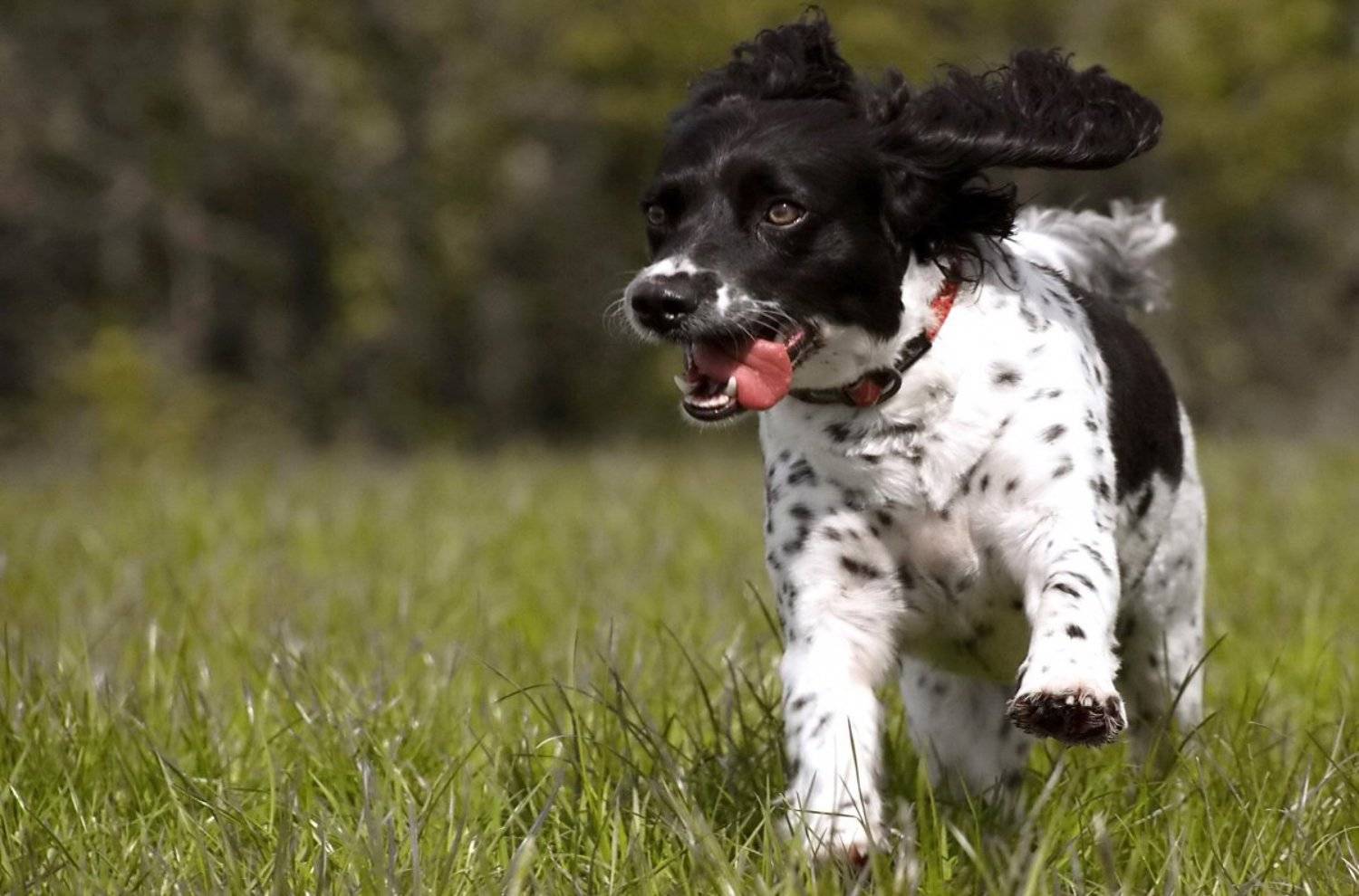 , Razgulyaev Aleksandr