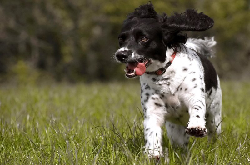 Бегущий... фото превью