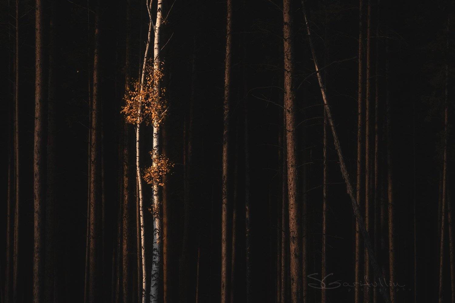 Урал, Средний Урал, березы, сосны, лес, осень, Сергей Гарифуллин