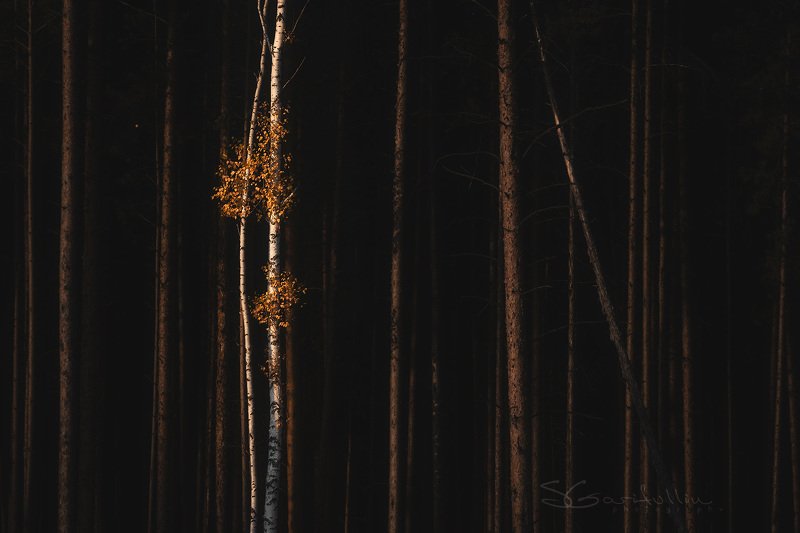 Урал, Средний Урал, березы, сосны, лес, осень Танец фото превью