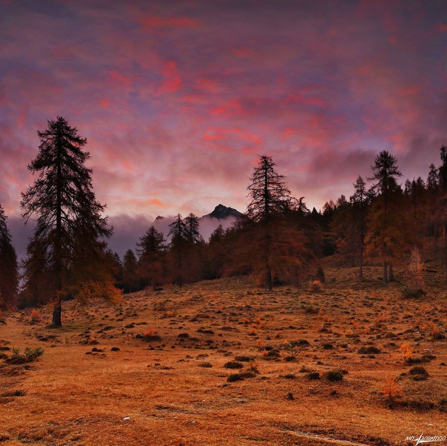 swiss, Матвеев Николай