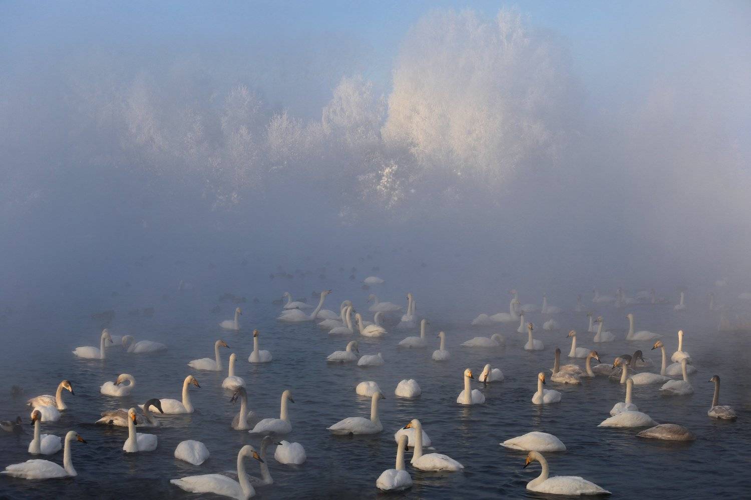алтай, алтайский край, село урожайное, озеро светлое, лебяжье озеро, лебеди, мороз, зима, снег, Галина Хвостенко