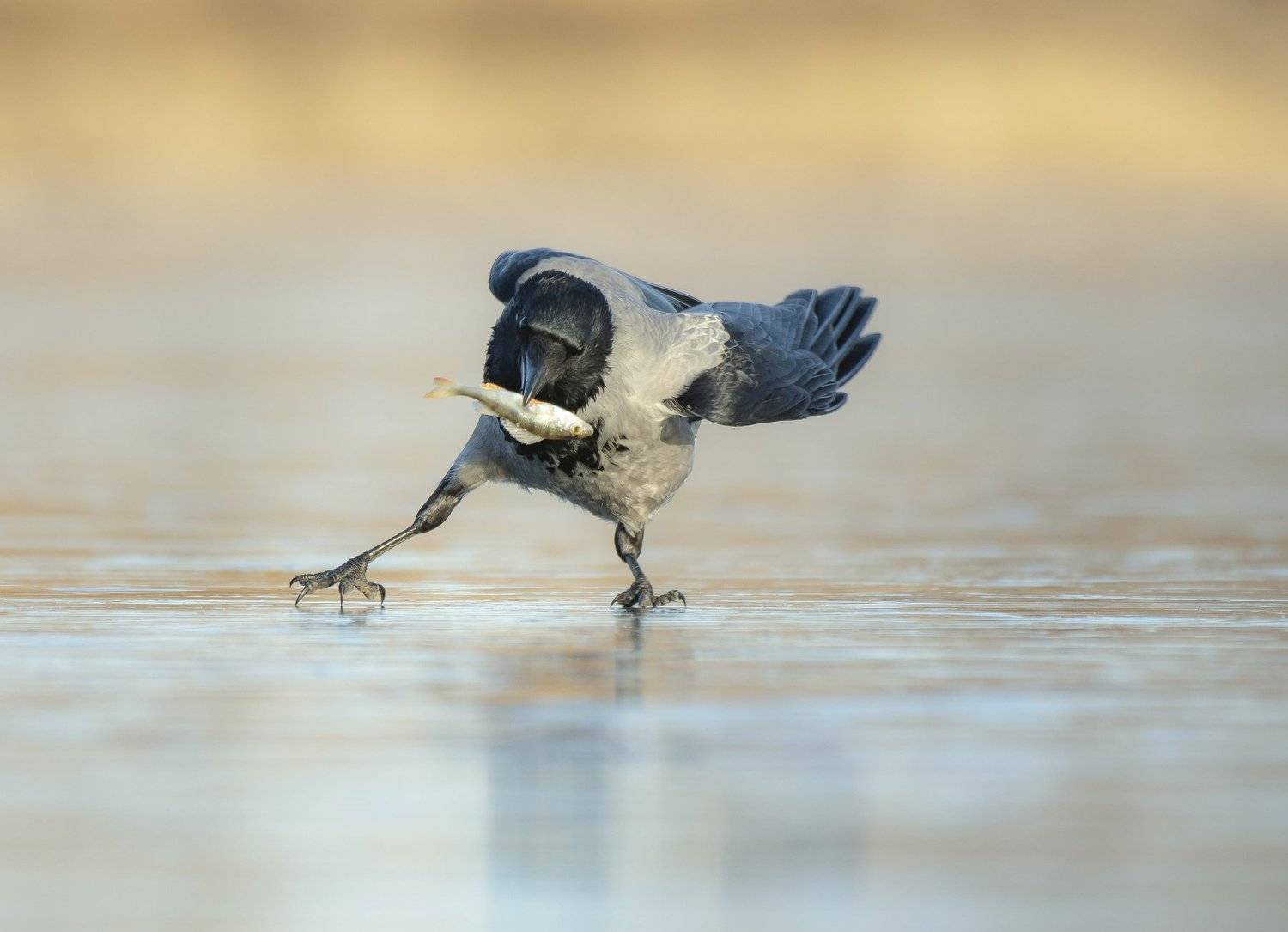 птицы,природа, зима, Андрей Киселёв