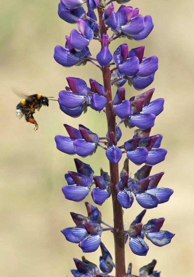 Шмель, Чепленко Алексей