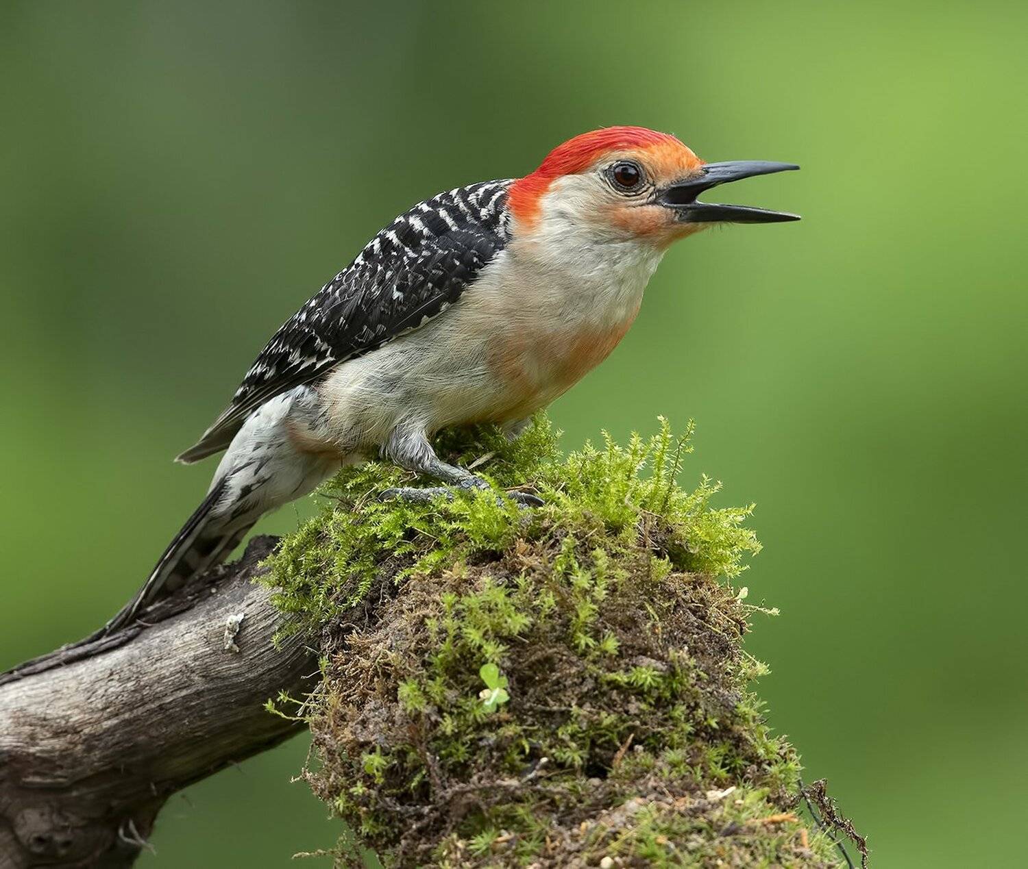 дятел, каролинский меланерпес, red-bellied woodpecker, woodpecker, Elizabeth Etkind