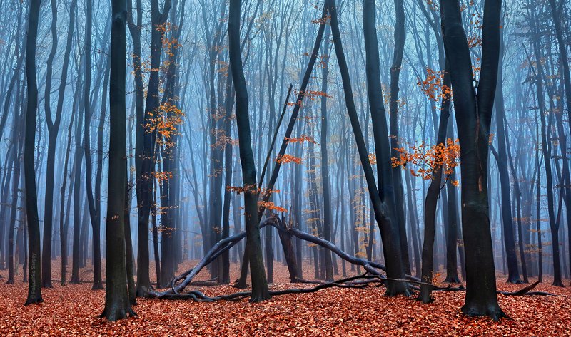 осень, туман, киев, украина *** фото превью