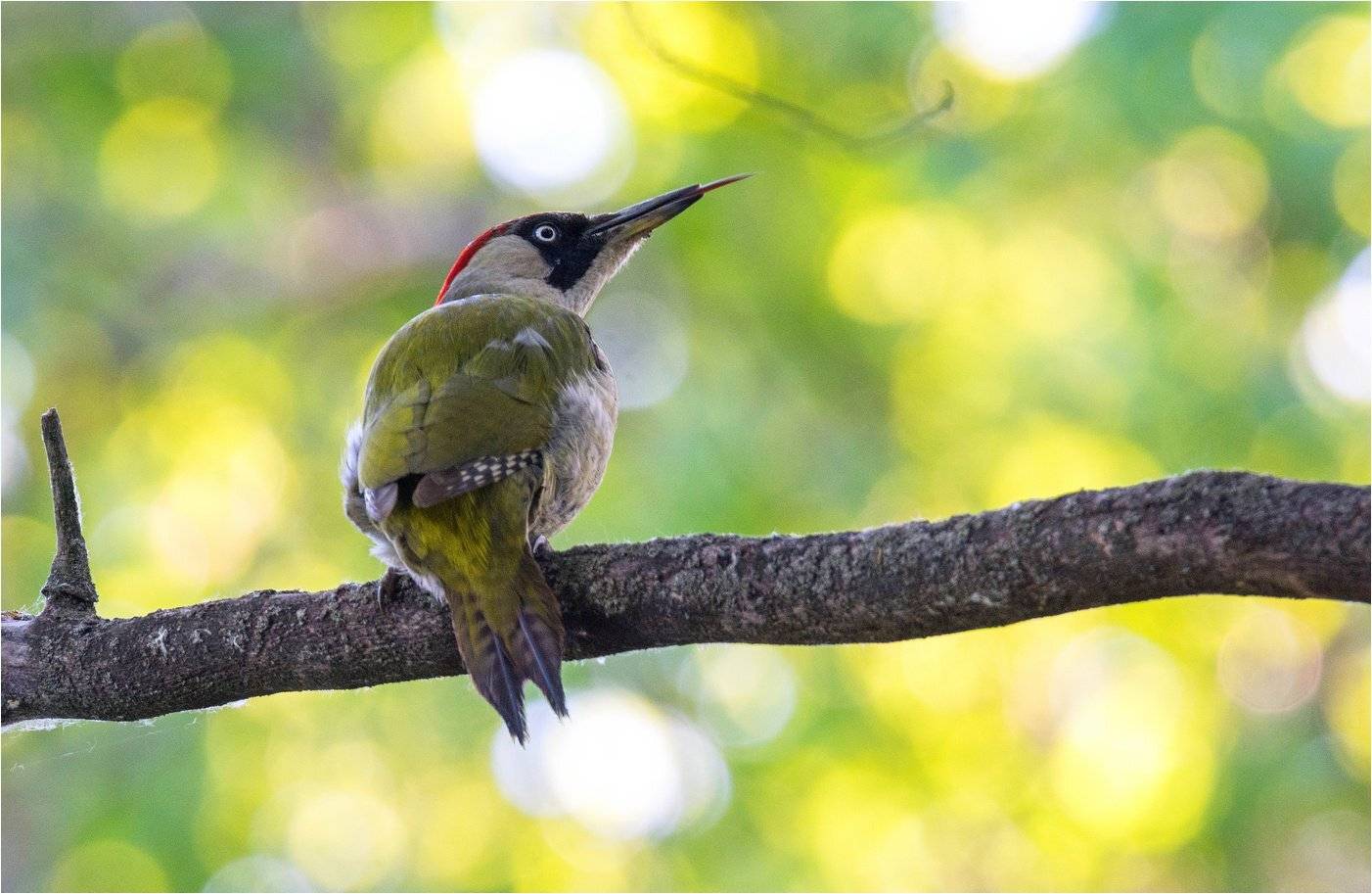 зеленый дятел птица весна, Руслан Сигушин