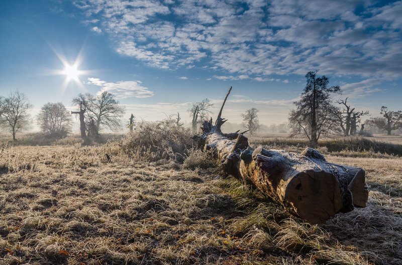 Rogalin Landscape Park фото превью