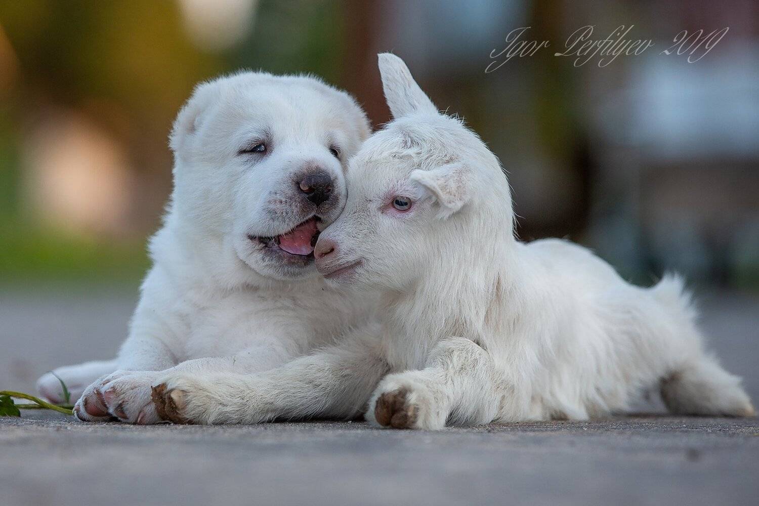 , игорь перфильев