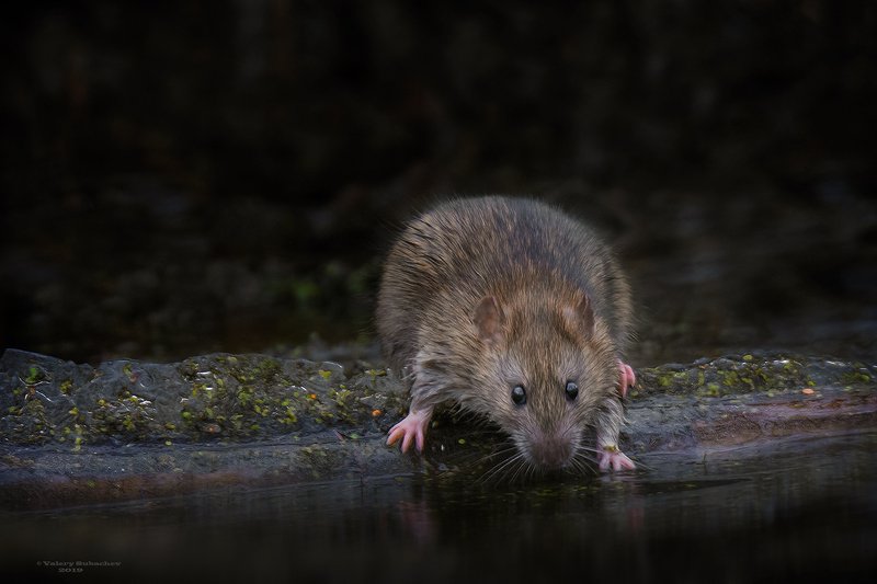Когда же зима ? фото превью