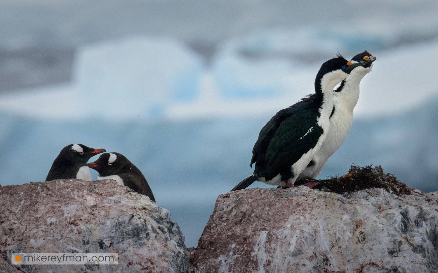 cuverville island, blue-eyed shag, dramatic, polar climate, antarctic, antarctica, cold, romantic, extreme, gentoo penguin, chinstrap penguin, Майк Рейфман