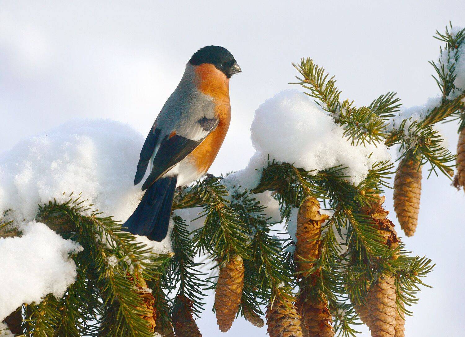 , Михаил Белоусов