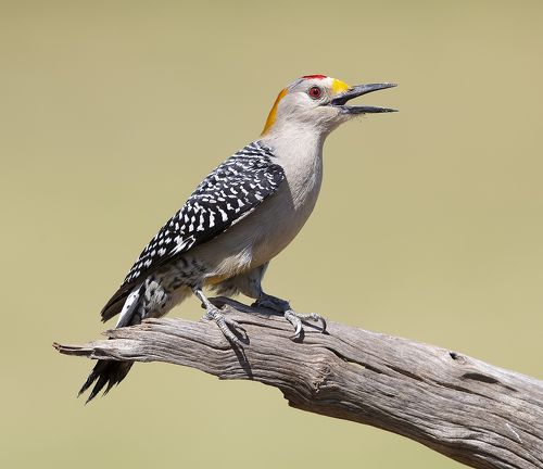 Golden Fronted Woodpecker male - Золотолобый меланерпес