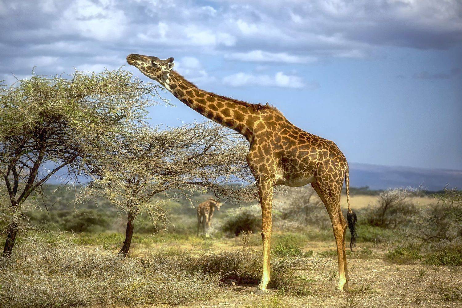 , Рашид Усманов