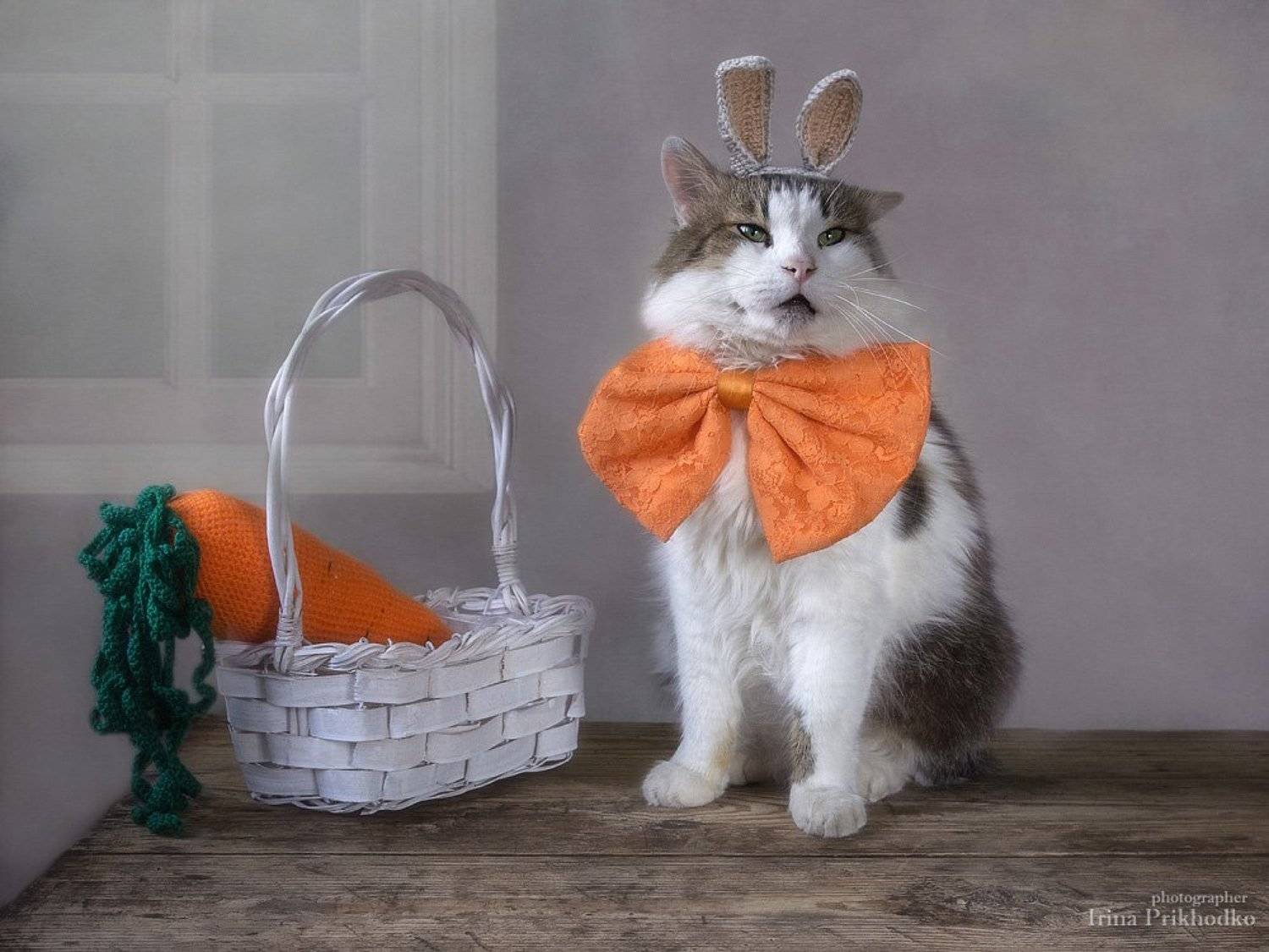 котопортрет, котонатюрморт, домашние живтные, питомцы, кот Лёва, новогодний костюм зайчика, Ирина Приходько