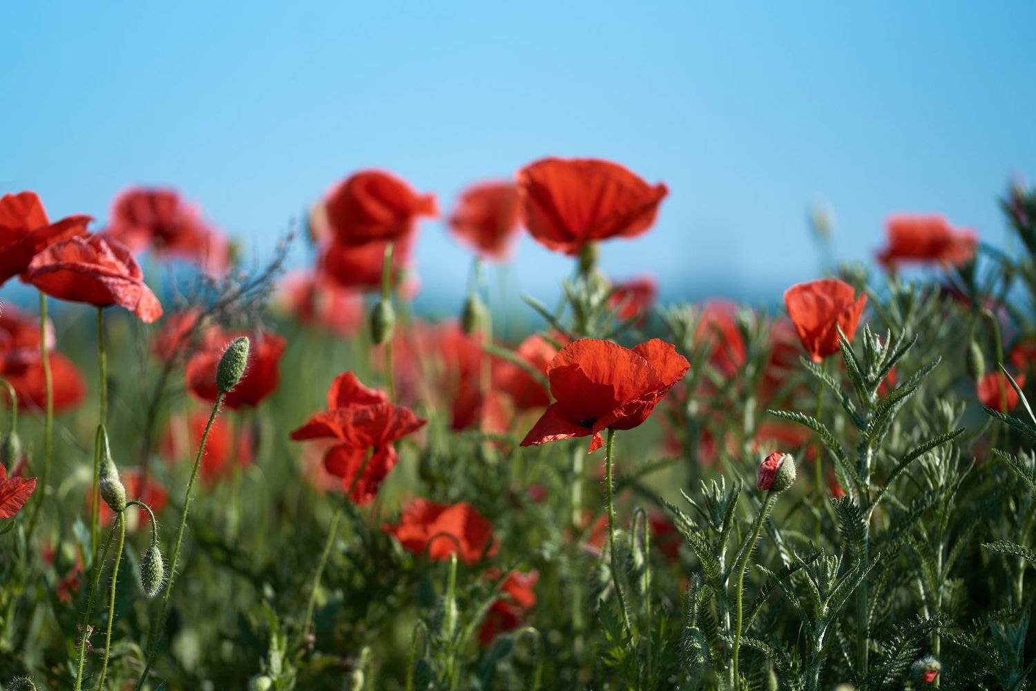macro, nikon, nature,sigma, цветы, макро, боке, Анна Дегтярёва