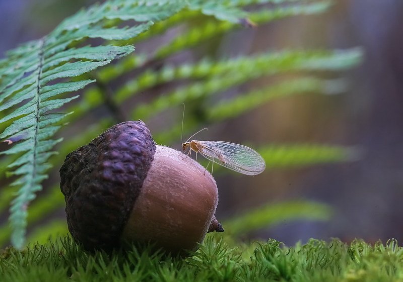 Почти ледниковый период фото превью