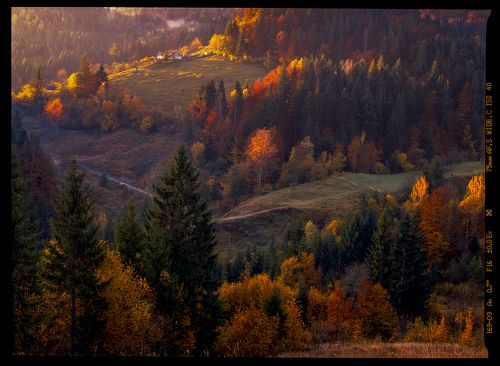 Autumn foliage trees in the mountains. Meadow with haystack and forest in the Carpathian mountains