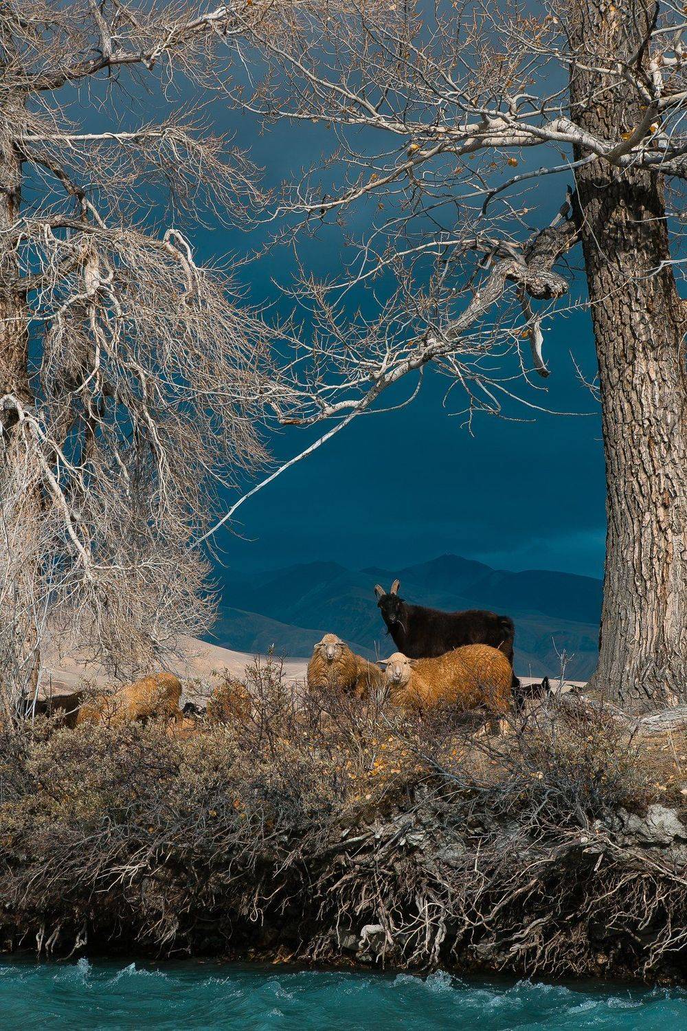 алтай, осень, горы, пейзаж,, Алексей Новиков