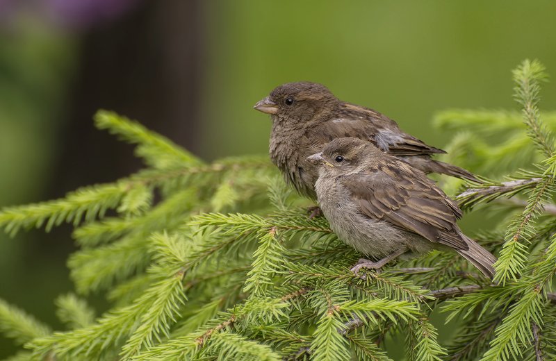 воробьиха и птенец.. фото превью