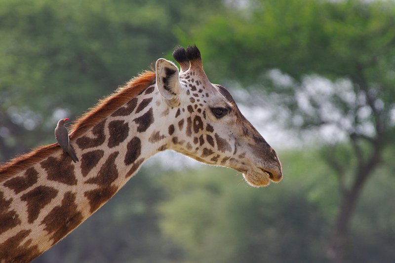 танзания,жираф,африка Близкая встреча с жирафом фото превью