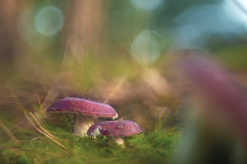 Rainbow in the ground фото превью