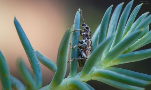 я не жучок, я веточка 