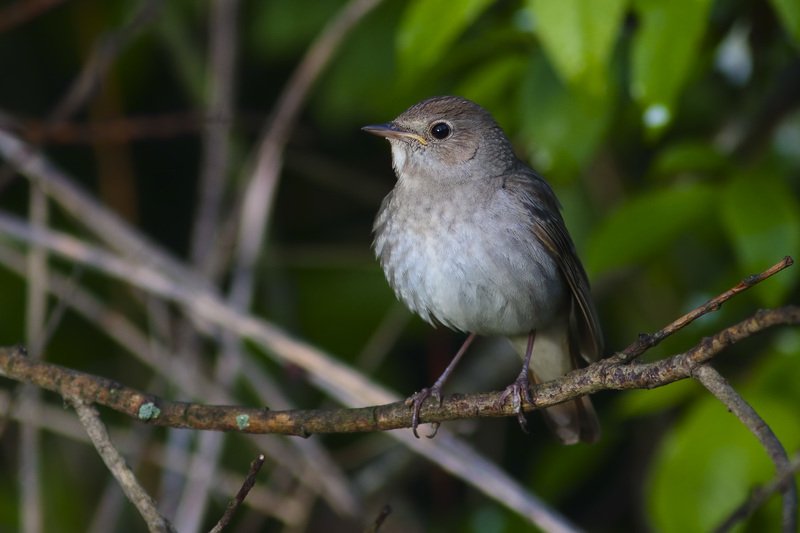 соловей фото превью