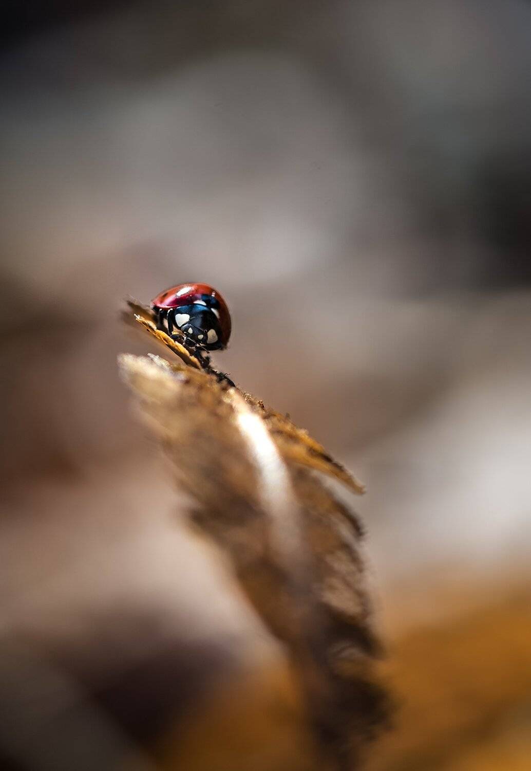 природа, макро, осень, насекомое, жук, божья коровка, растение, папоротник, Неля Рачкова